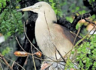 Incident of birds dying while cutting a tree_Three people in remand