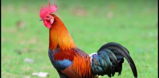 പത്തിൽ തുടങ്ങി, നിർത്തിയത് 13,300ൽ; നാടൻ പൂവനെ ലേലത്തിൽ വിറ്റത് റെക്കോർഡ് വിലക്ക് kauthuka vartha