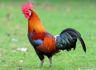 പത്തിൽ തുടങ്ങി, നിർത്തിയത് 13,300ൽ; നാടൻ പൂവനെ ലേലത്തിൽ വിറ്റത് റെക്കോർഡ് വിലക്ക് kauthuka vartha