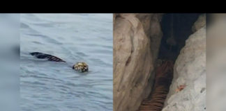 10 മണിക്കൂർ കൊണ്ട് ബ്രഹ്മപുത്ര നദി നീന്തിക്കയറി ‘ബംഗാൾ കടുവ’ 'Bengal tiger' swims across Brahmaputra river in 10 hours