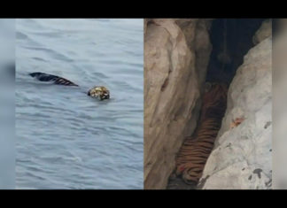 'Bengal tiger' swims across Brahmaputra river in 10 hours