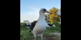 വയസ് 71; ലോകത്തിലെ ഏറ്റവും പ്രായം ചെന്ന കാട്ടുപക്ഷിയായി ‘വിസ്ഡം’ Age 71; 'Wisdom' as world's oldest wild bird