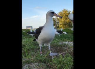 വയസ് 71; ലോകത്തിലെ ഏറ്റവും പ്രായം ചെന്ന കാട്ടുപക്ഷിയായി ‘വിസ്ഡം’ Age 71; 'Wisdom' as world's oldest wild bird