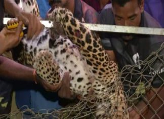 മണ്ണാർക്കാട് കോഴിക്കൂട്ടിൽ കുടുങ്ങിയ പുലി ചത്തു leopard-attack