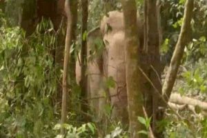 wild elephant attack