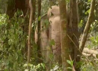 wild elephant attack