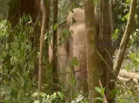 wild elephant attack