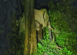 ദൗത്യം തുടങ്ങി; പിടി7 നിരീക്ഷണ വലയത്തിൽ; ഇന്ന് തന്നെ മയക്കുവെടി വെച്ചേക്കും The mission began; PT 7 in observation zone; May be drugged today