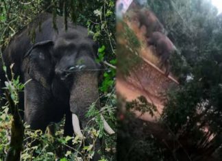 pt7 elephent attack in palakakd