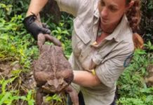 todzilla, World's heaviest frog discovered;