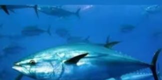 വില 23 കോടിവരെ; ലോകത്തിലെ ഏറ്റവും വിലപിടിപ്പുള്ള മൽസ്യം ഇതാണ് kauthuka varthakal