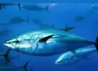 വില 23 കോടിവരെ; ലോകത്തിലെ ഏറ്റവും വിലപിടിപ്പുള്ള മൽസ്യം ഇതാണ് kauthuka varthakal