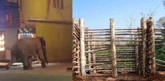 ബത്തേരിയെ വിറപ്പിച്ച കാട്ടുകൊമ്പൻ ‘പിഎം 2’ ഒടുവിൽ പിടിയിൽ; മയക്കുവെടിവെച്ചു 'PM 2', the wild elephent