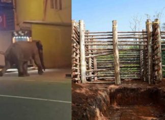 'PM 2', the wild elephent