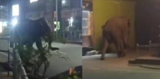 കാട്ടാനയെ തുരത്താനുള്ള ശ്രമം ഇന്നും തുടരും; മയക്കുവെടി വെക്കാൻ അനുമതി തേടി ELEPHENT ATTACK IN wayanad