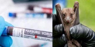 marburg virus