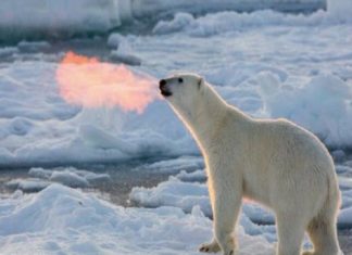 ‘തീ തുപ്പുന്ന ധ്രുവക്കരടി’; വൈറലായ ചിത്രത്തിന് പിന്നിലെ സത്യാവസ്ഥ എന്ത്! 'the fire-breathing polar bear'; What is the truth behind the viral picture!