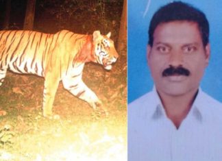 The incident of death of a tiger in Ambalaya; Forest department interrogator hanged - protest
