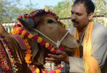 Valentine's day henceforth 'Cow Hugging Day'_ The Center issued an order