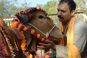 Valentine's day henceforth 'Cow Hugging Day'_ The Center issued an order