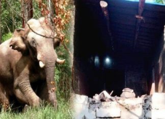 അരിക്കൊമ്പൻ പ്രതിഷേധം ശക്തം; വിദഗ്ധ സംഘം നാളെ ചിന്നക്കനാലിൽ Operation Arikomban