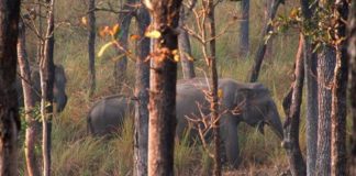 വയനാട് ഇക്കോ ടൂറിസം കേന്ദ്രങ്ങളിൽ സഞ്ചാരികൾക്ക് വിലക്ക് Tourists banned from Wayanad eco-tourism centers