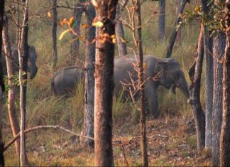 Tourists banned from Wayanad eco-tourism centers