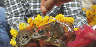 കഠിന ചൂട്; മഴപെയ്യിക്കാൻ തവള കല്യാണം- ദക്ഷിണ ബംഗാളിലെ വിചിത്രമായ ആചാരം frog-wedding