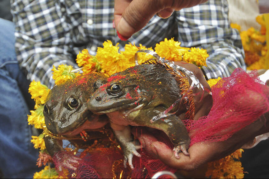 frog-wedding frog-wedding