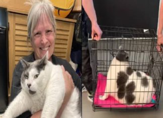 18 കിലോ ഭാരമുള്ള ഭീമൻ പൂച്ച; സോഷ്യൽ മീഡിയാ താരമായി ‘പാച്ചസ്’ patches cat