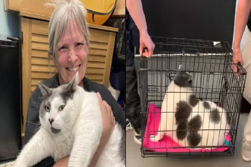 patches cat patches cat