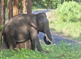 അരിക്കൊമ്പൻ മിഷൻ; മോക്ക്ഡ്രിൽ ഇന്ന് നടക്കും arikkomban