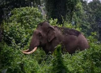 അരിക്കൊമ്പൻ മിഷൻ; പറമ്പിക്കുളത്ത് ജനരോഷം ശക്തം- ഇന്ന് സമരം wild-elephant-arikomban