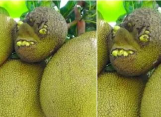 പല്ല്, കണ്ണ്, മൂക്ക് എല്ലാമുണ്ട്; ഇത് മനുഷ്യ മുഖമോ അതോ ചക്കയോ? jackfruit with a human face in malappuram