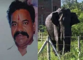 Arikkomban attack; Injured person died in Kambam