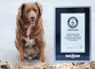 ലോകത്തിലെ ഏറ്റവും പ്രായം കൂടിയ നായ; ‘ബോബി’ക്ക് ഇനി 31 വയസ് bobby