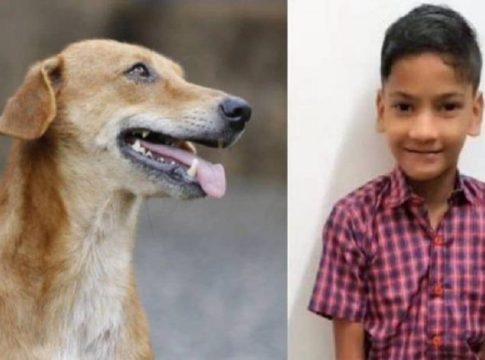 street dog attack