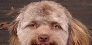 മനുഷ്യ മുഖവുമായി സാദൃശ്യമുള്ള നായ; സോഷ്യൽ മീഡിയയിൽ താരമായി ‘യോഗി’ yogi dog