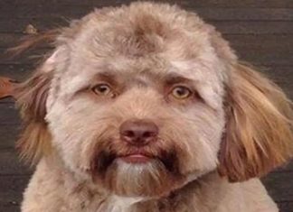 മനുഷ്യ മുഖവുമായി സാദൃശ്യമുള്ള നായ; സോഷ്യൽ മീഡിയയിൽ താരമായി ‘യോഗി’ yogi dog