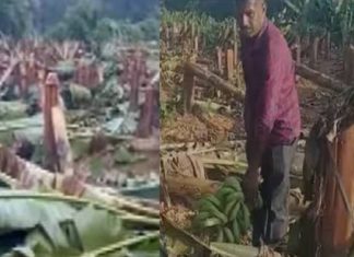 KSEB's Banana Cutting Controversy