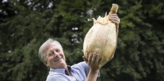 ഇത് ചക്കയോ അതോ ഉള്ളിയോ? ‘ഭീമൻ ഉള്ളി’ കണ്ടു ഞെട്ടി കർഷകൻ Gareth Griffin