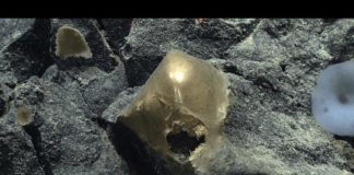 golden egg