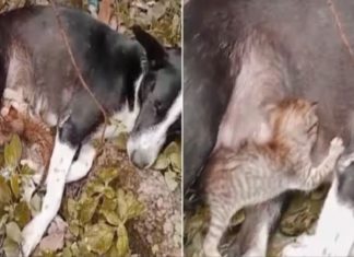 ‘പോറ്റമ്മയായി ഞാനുണ്ട്’, പൂച്ചക്കുഞ്ഞിനെ പാലൂട്ടി വളർത്തുന്ന നായ- ഹൃദ്യം ഈ കാഴ്ച dog and cat