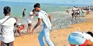 പറവണ്ണ തീരത്ത് മത്തിമഹോൽസവം mathimaholsavam