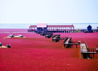 ഇത് കടൽത്തീരമോ അതോ ചുവപ്പ് പരവതാനിയോ? വിസ്മയ കാഴ്ചയൊരുക്കി ഒരു ബീച്ച് red beach