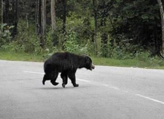 ജനവാസ മേഖലയിലിറങ്ങി ഭീതി വിതച്ച കരടിയെ കാട്ടിലേക്ക് കയറ്റി Bear attack in wayanad