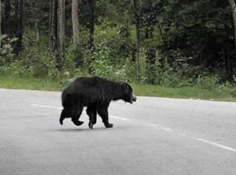 Bear attack in wayanad