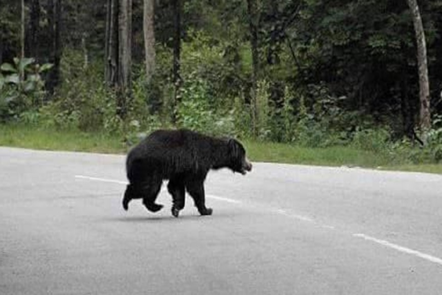 Bear attack Bear attack in wayanad