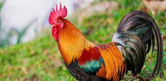 പഞ്ചാബിൽ പോലീസ് പ്രൊട്ടക്ഷനിൽ ഒരു പൂവൻകോഴി! കൂട്ടിനൊരാളും cock