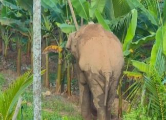wild elephant